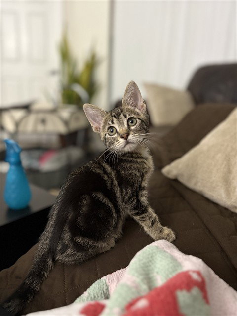 STORMI, Baby Domestic Short Hair (medium coat), cat for adoption in Cape Coral, Florida