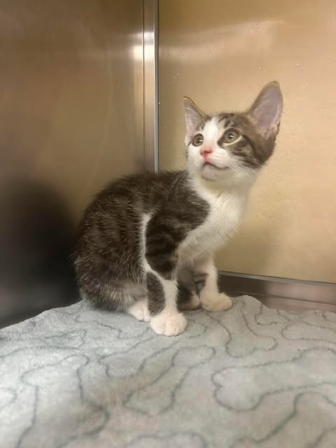 BOBBI, Baby Domestic Short Hair (medium coat), cat for adoption in Cape Coral, Florida