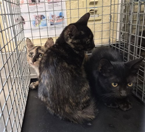 LISA, an adoptable Domestic Short Hair in Fort Myers, FL