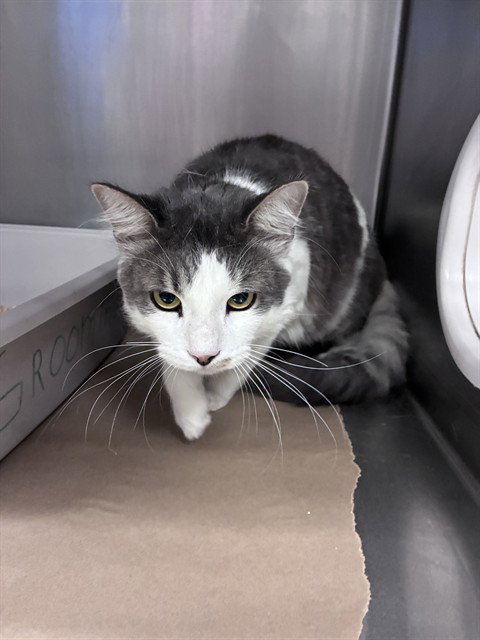 DUTTON, an adoptable Domestic Medium Hair in Fort Myers, FL