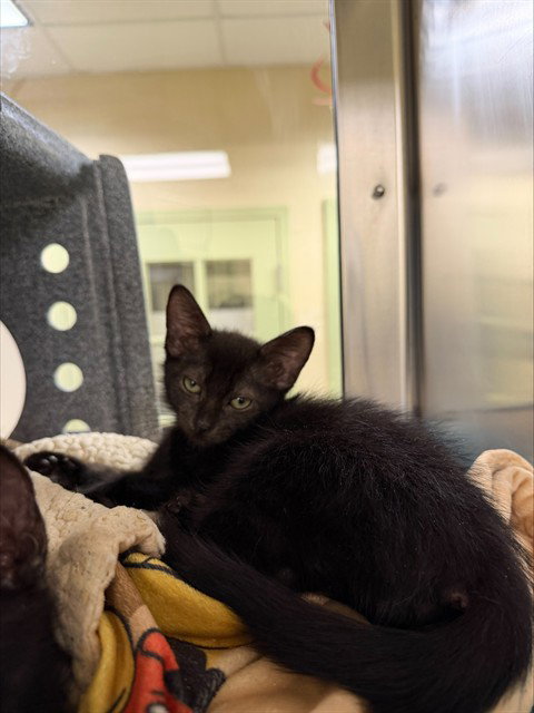 SAM, an adoptable Domestic Short Hair in Fort Myers, FL