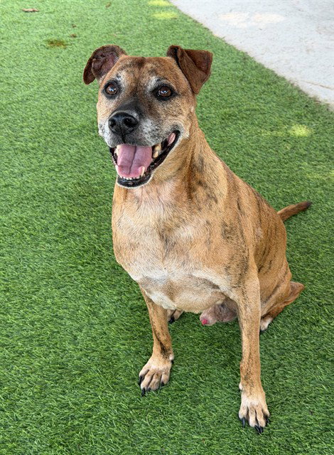 JACK, an adoptable Plott Hound in Fort Myers, FL