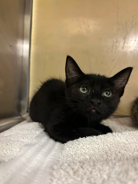 BB - Domestic Short Hair available for adoption