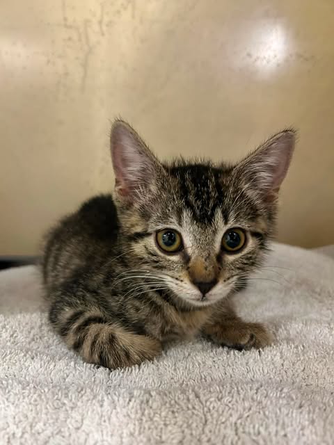 SQUEAKY - Domestic Short Hair available for adoption