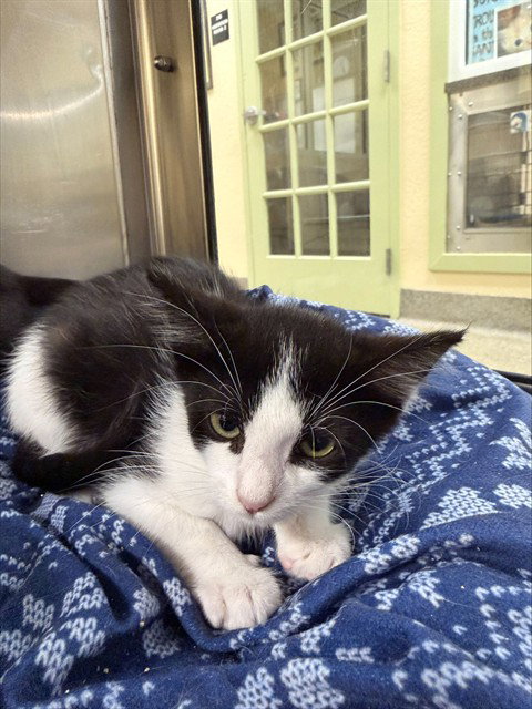 JERRY, an adoptable Domestic Short Hair in Fort Myers, FL