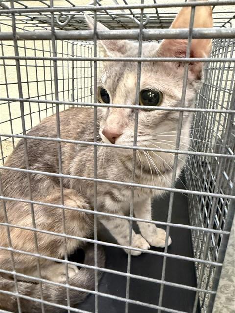 LUNA, an adoptable Domestic Short Hair in Fort Myers, FL