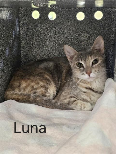 Luna