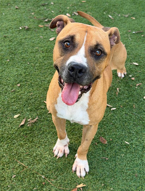 BONDO, an adoptable Bulldog in Fort Myers, FL