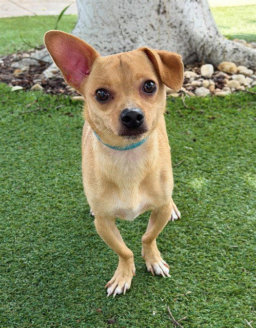 WALTER, an adoptable Chihuahua in Fort Myers, FL