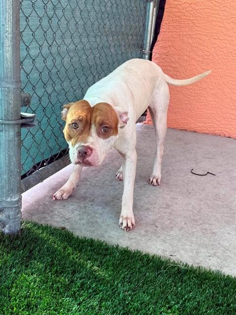 JULIE, an adoptable American Pit Bull Terrier in Fort Myers, FL