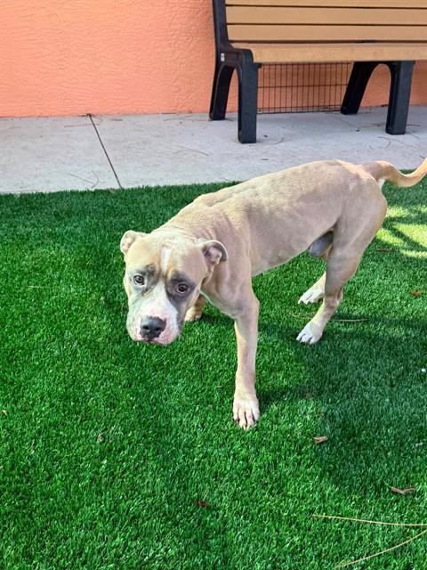 HANK, an adoptable American Pit Bull Terrier in Fort Myers, FL