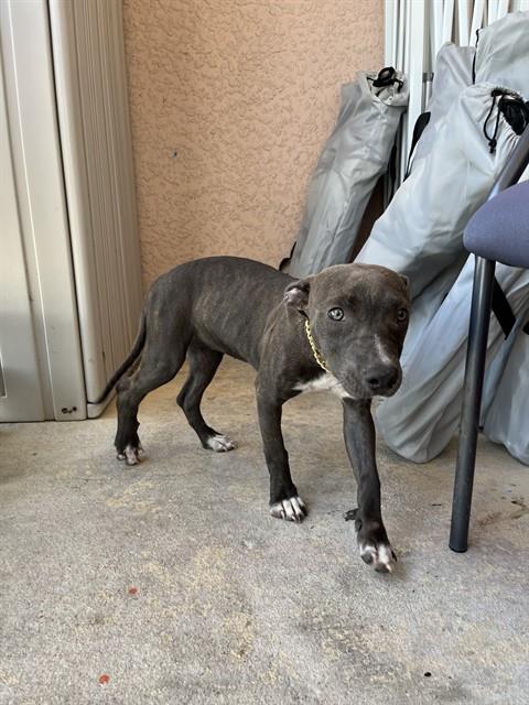 IZZY, an adoptable Pit Bull Terrier in Fort Myers, FL