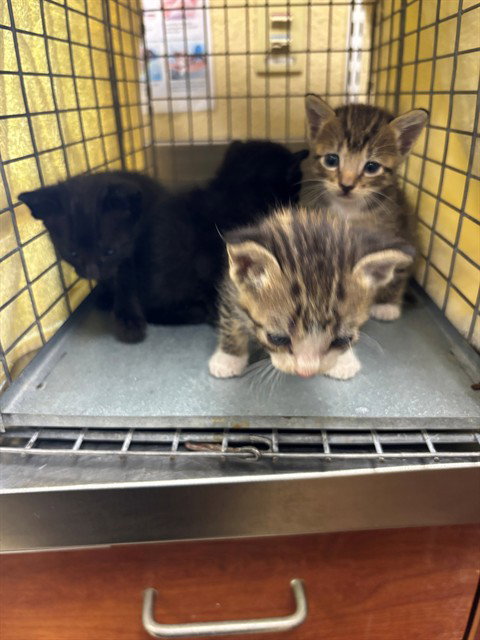 BENSON, an adoptable Domestic Short Hair in Fort Myers, FL