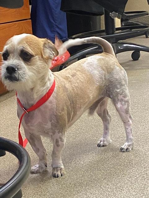SCRAPPY, an adoptable Brussels Griffon in Fort Myers, FL