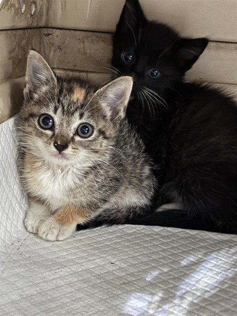 Kitty