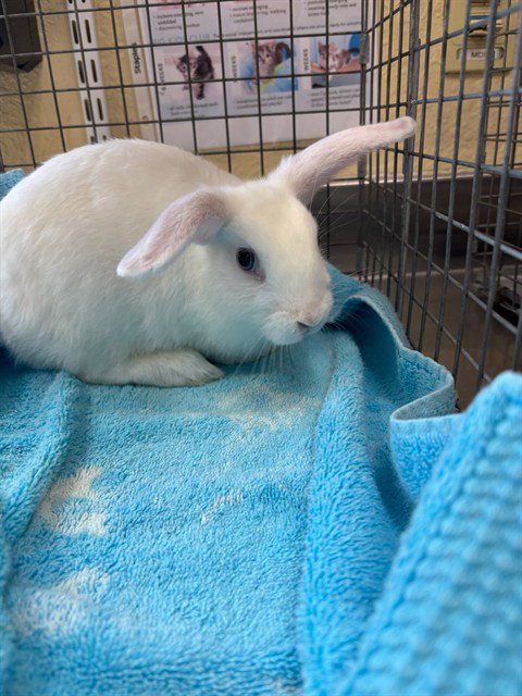 Marshmellow
