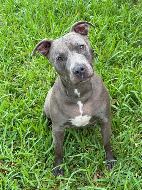 Chula - Pit Bull Terrier