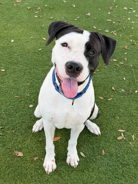 Pongo - American Bulldog