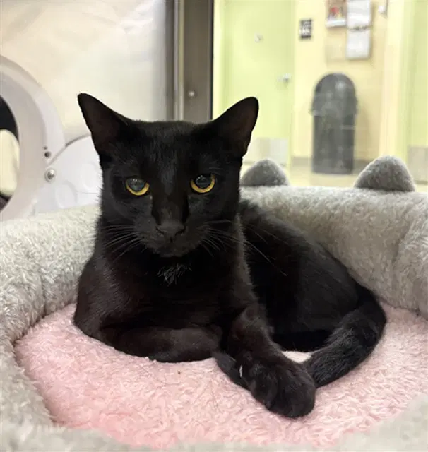 Jasmine - Domestic Short Hair