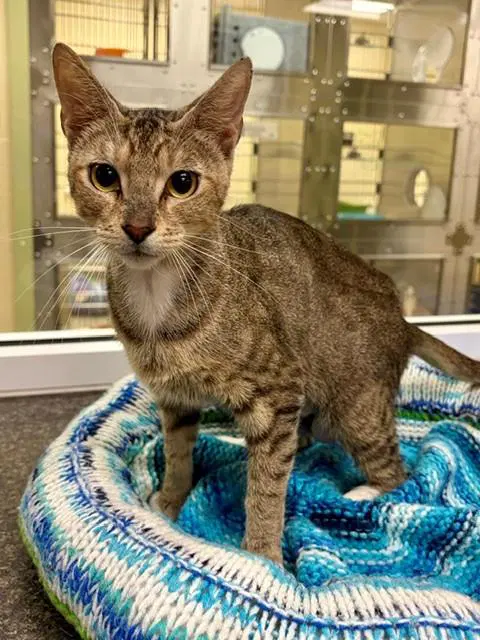 Honey Lemon - Domestic Short Hair
