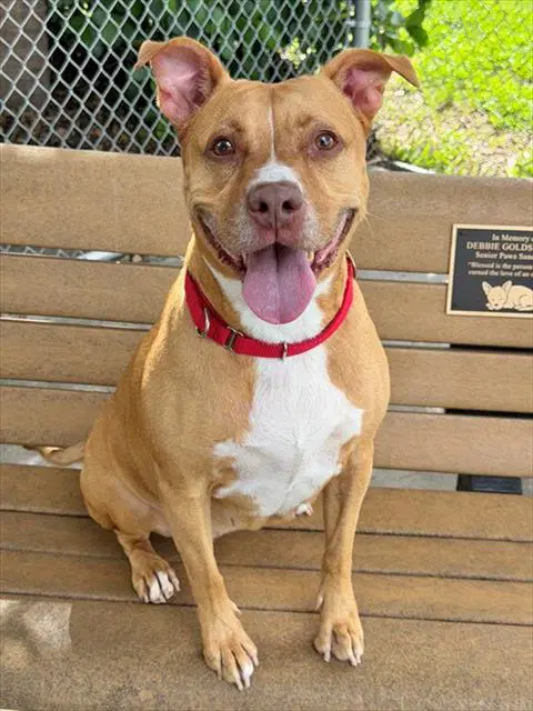 Princess - Pit Bull Terrier