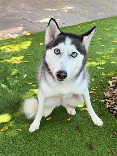 Layla - Siberian Husky