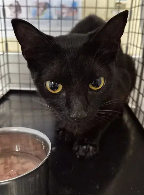 Emerald - Domestic Short Hair