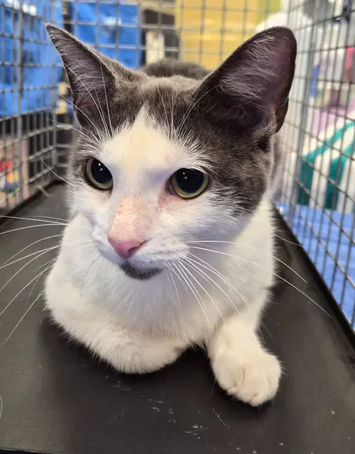 Lainey - Domestic Short Hair