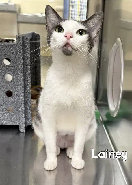 Lainey - Domestic Short Hair