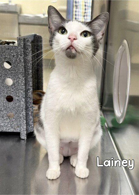 LAINEY