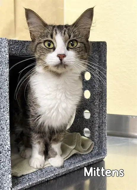 Mittens - Domestic Medium Hair