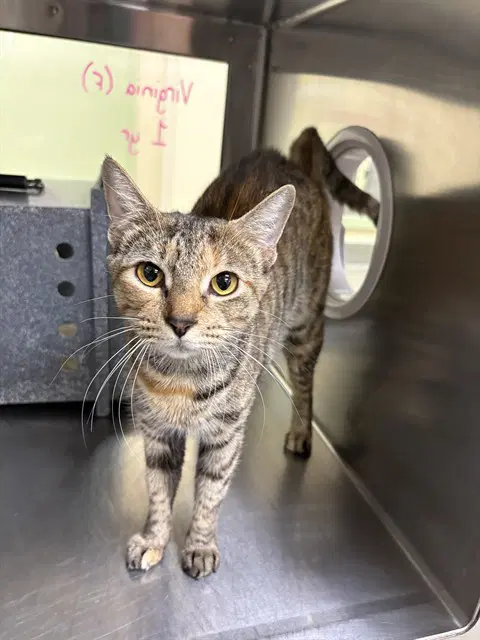 Virginia - Domestic Short Hair