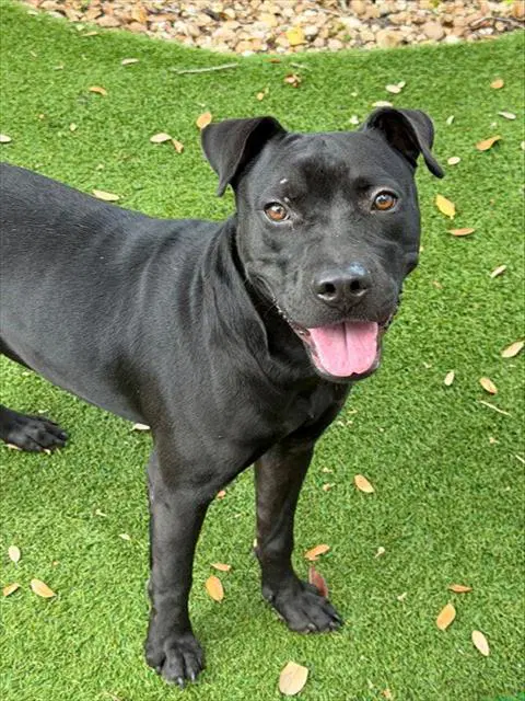 Darius - Pit Bull Terrier