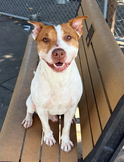 Calvin - Pit Bull Terrier