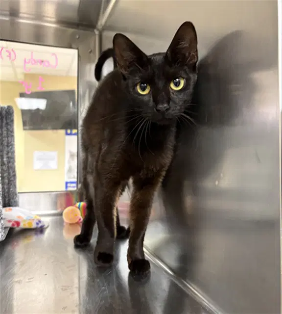 Candy - Domestic Short Hair