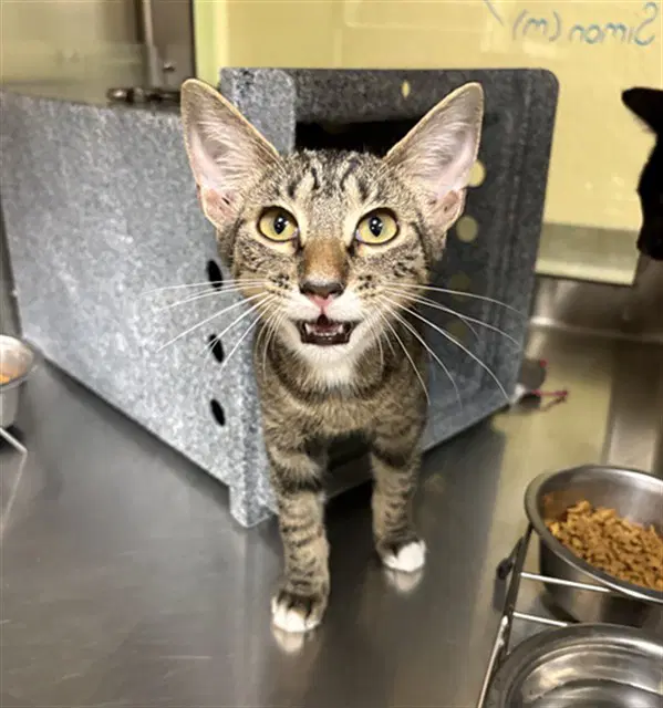 Simon - Domestic Short Hair