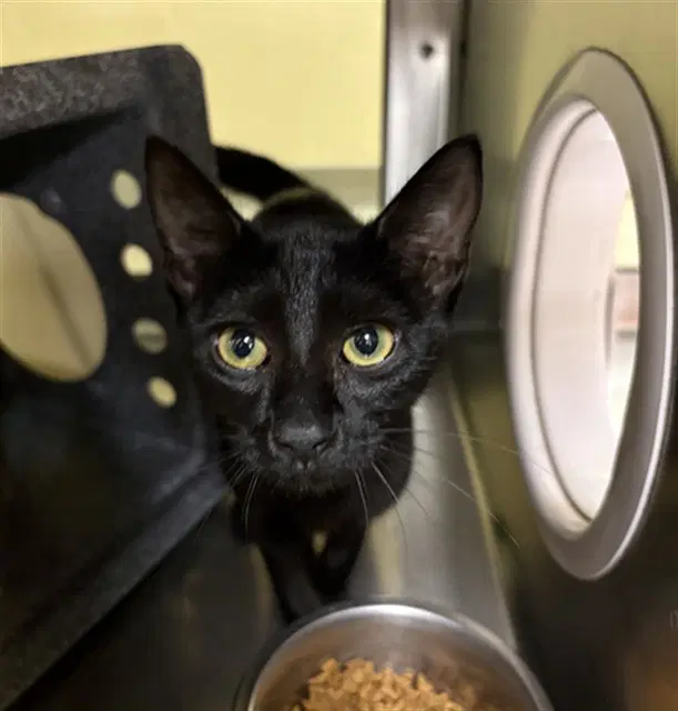Lina - Domestic Short Hair