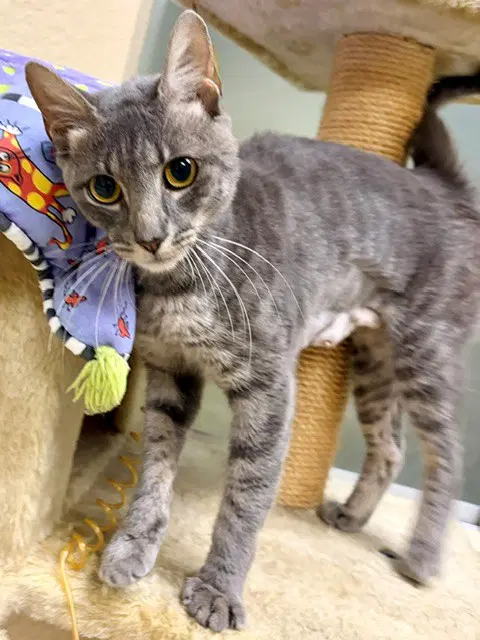 Kimmy - Domestic Short Hair