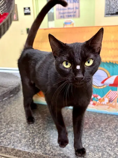 Brandy - Domestic Short Hair