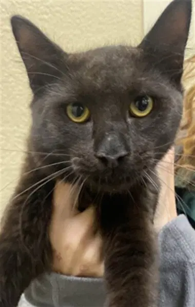 Duke - Domestic Medium Hair