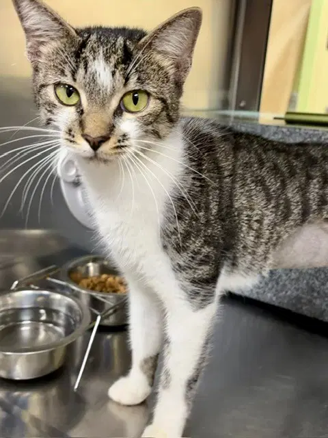 Confetti - Domestic Short Hair