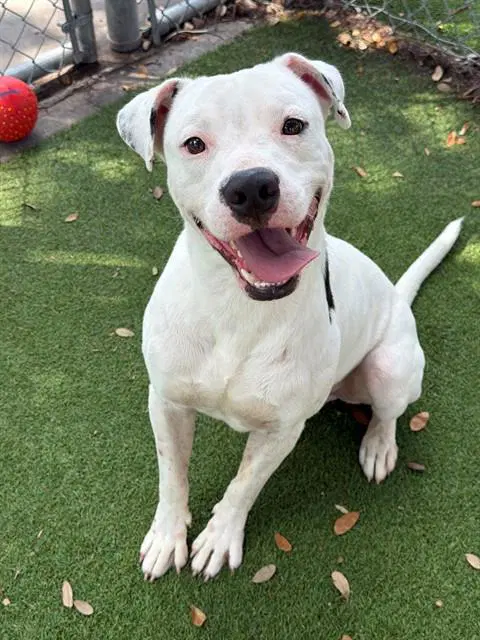 Huey - Pit Bull Terrier