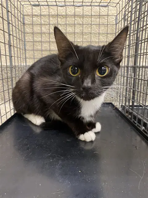 Iris - Domestic Short Hair