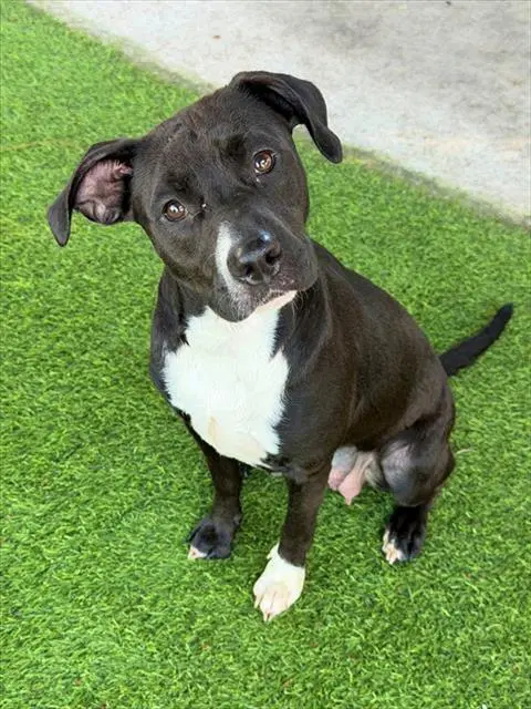 Lexi - Labrador Retriever