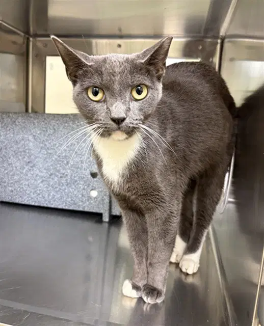 Bonnie - Domestic Short Hair