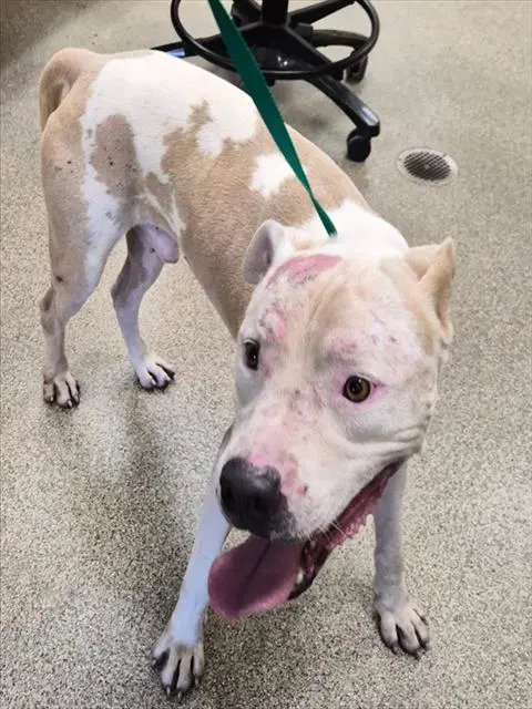 Ernest - Pit Bull Terrier