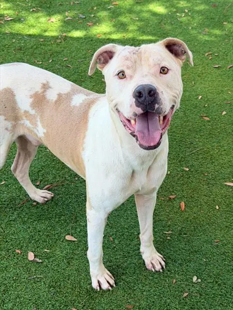 Ernest - American Bulldog