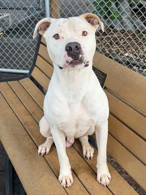 Ernest - American Bulldog