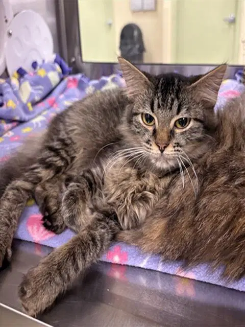 Tiny - Domestic Medium Hair