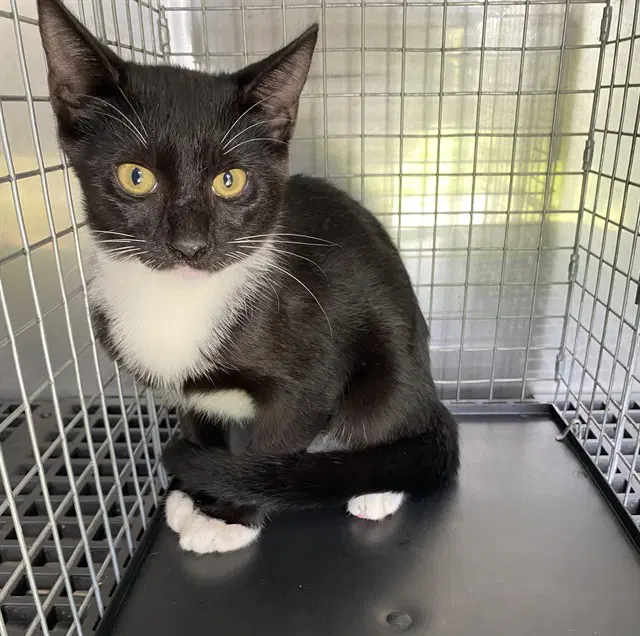 Courage - Domestic Short Hair
